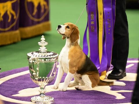 Westminster Kennel Club Dog Show Westminster Kennel Club Dog Show