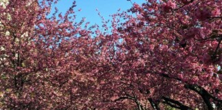 Things to do During New York City Spring Break